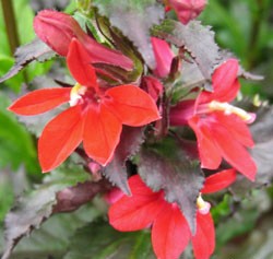 Lobelia