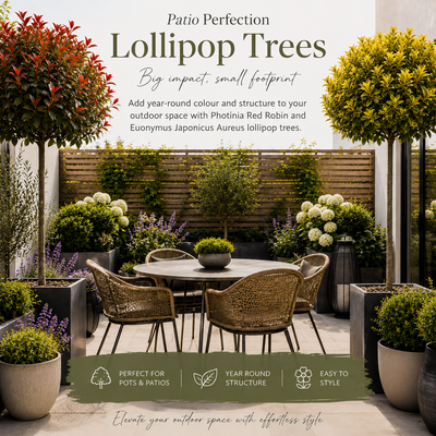 Lollipop Trees