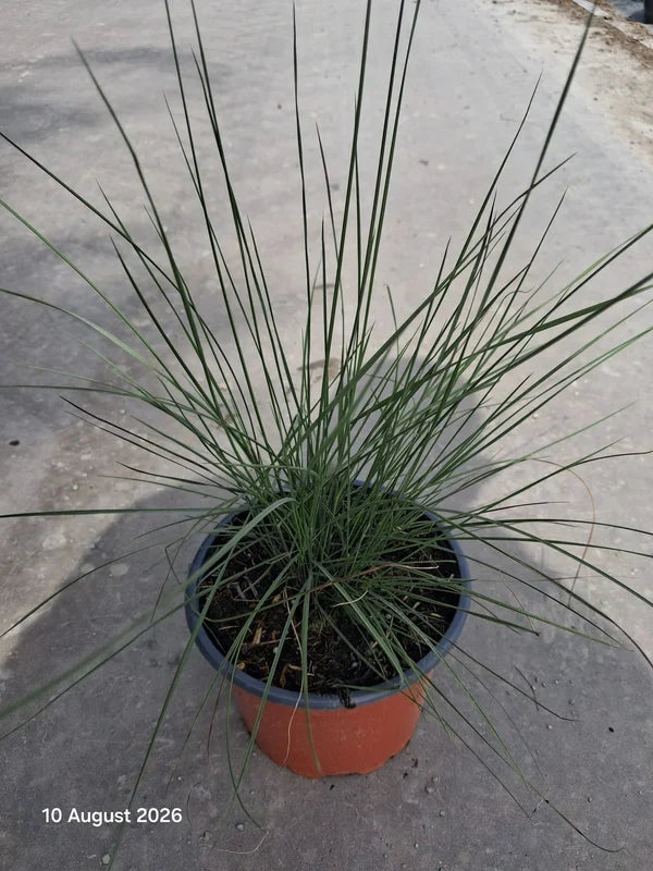 Muhlenbergia