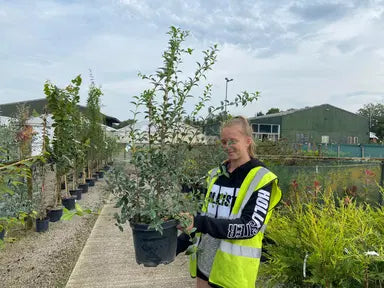 Osmanthus Hedging