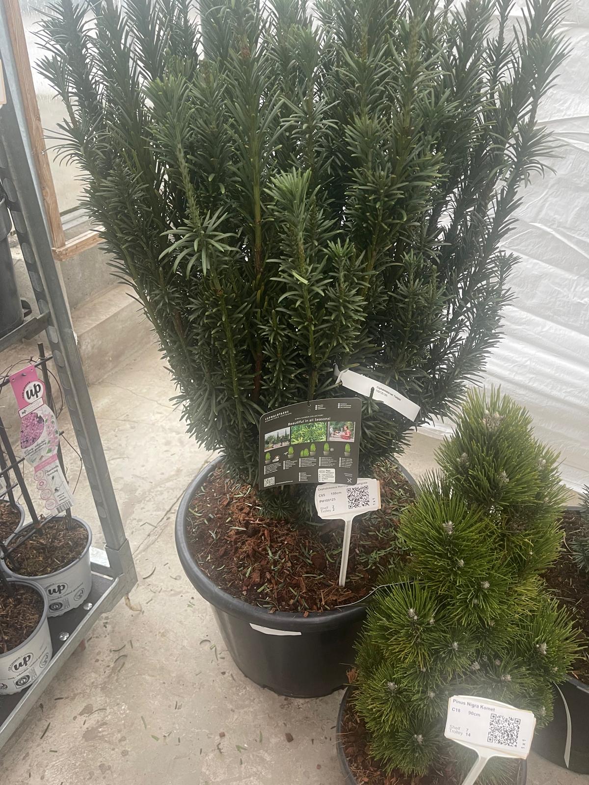 Cephalotaxus