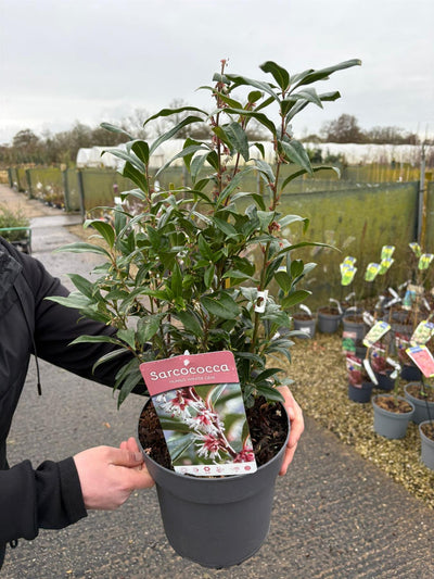 Sarcococca