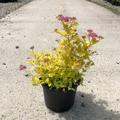 Spiraea