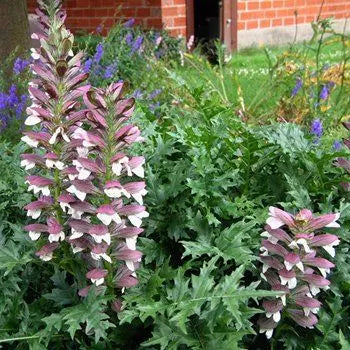 Acanthus