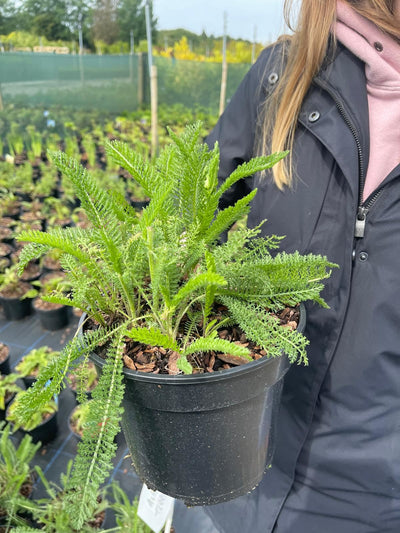 Achillea
