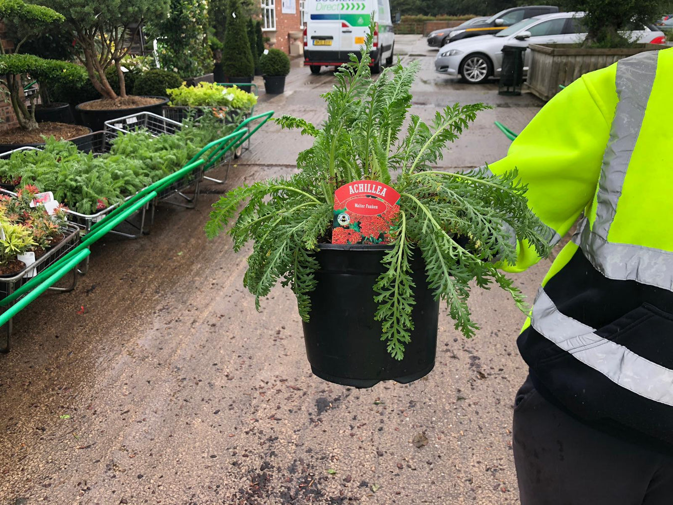 Achillea