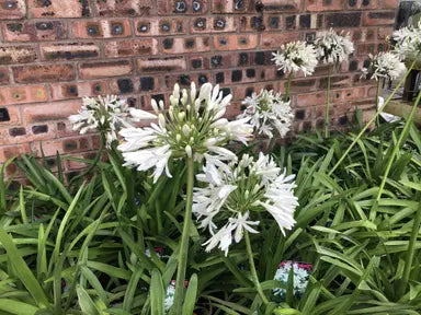 Agapanthus
