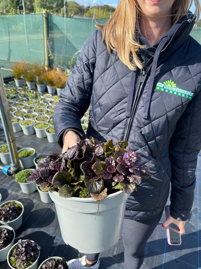 Ajuga