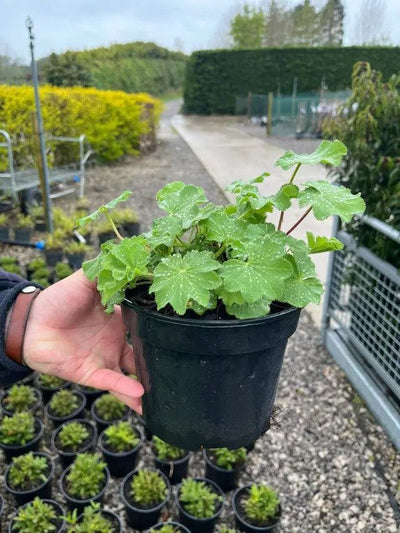 Alchemilla