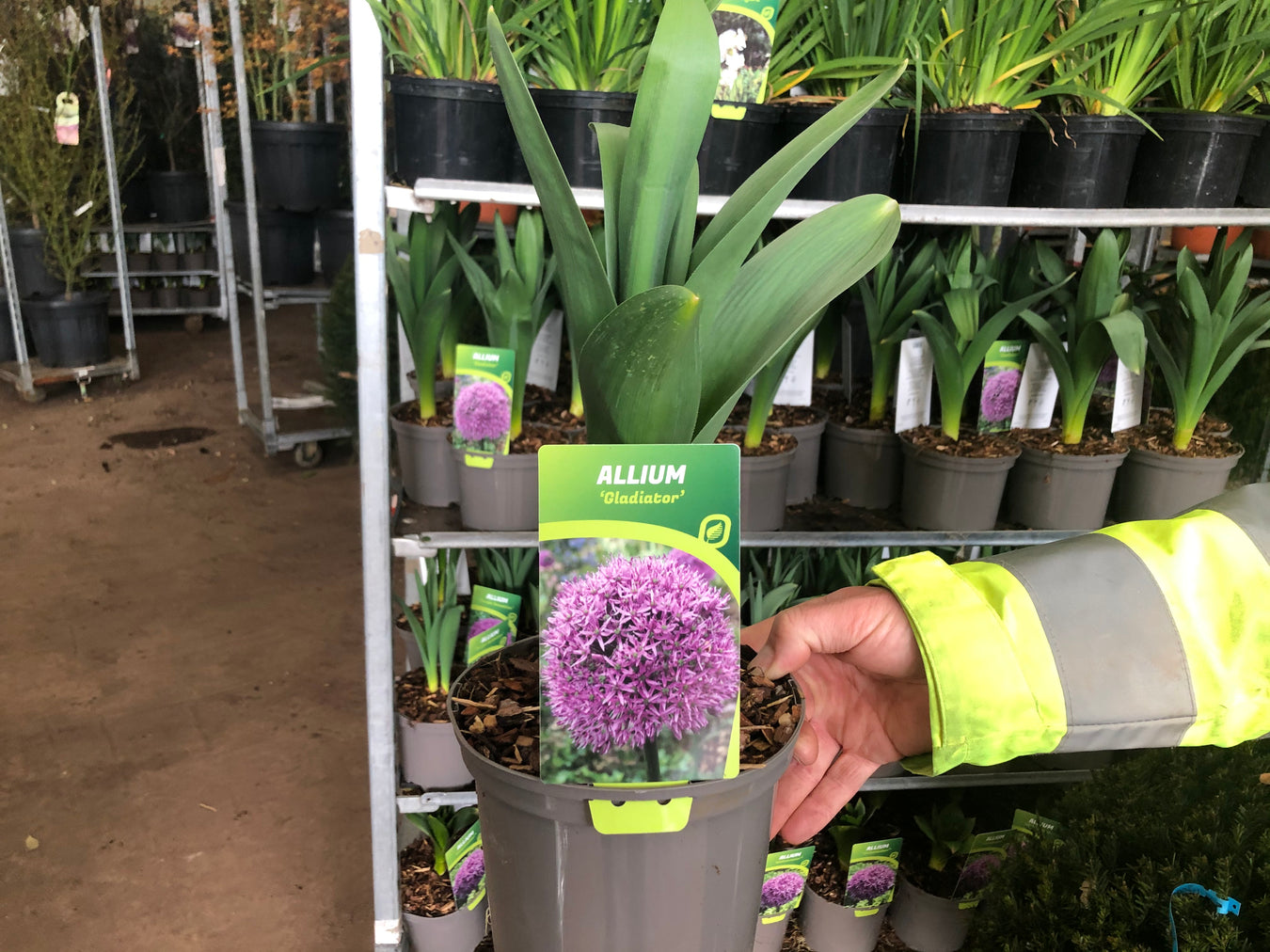 Allium