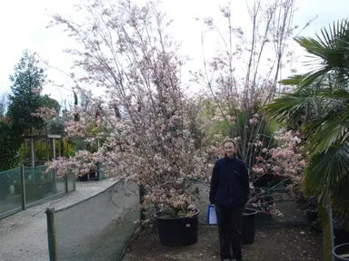 Amelanchier Trees