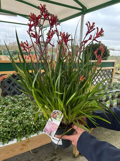 Anigozanthos