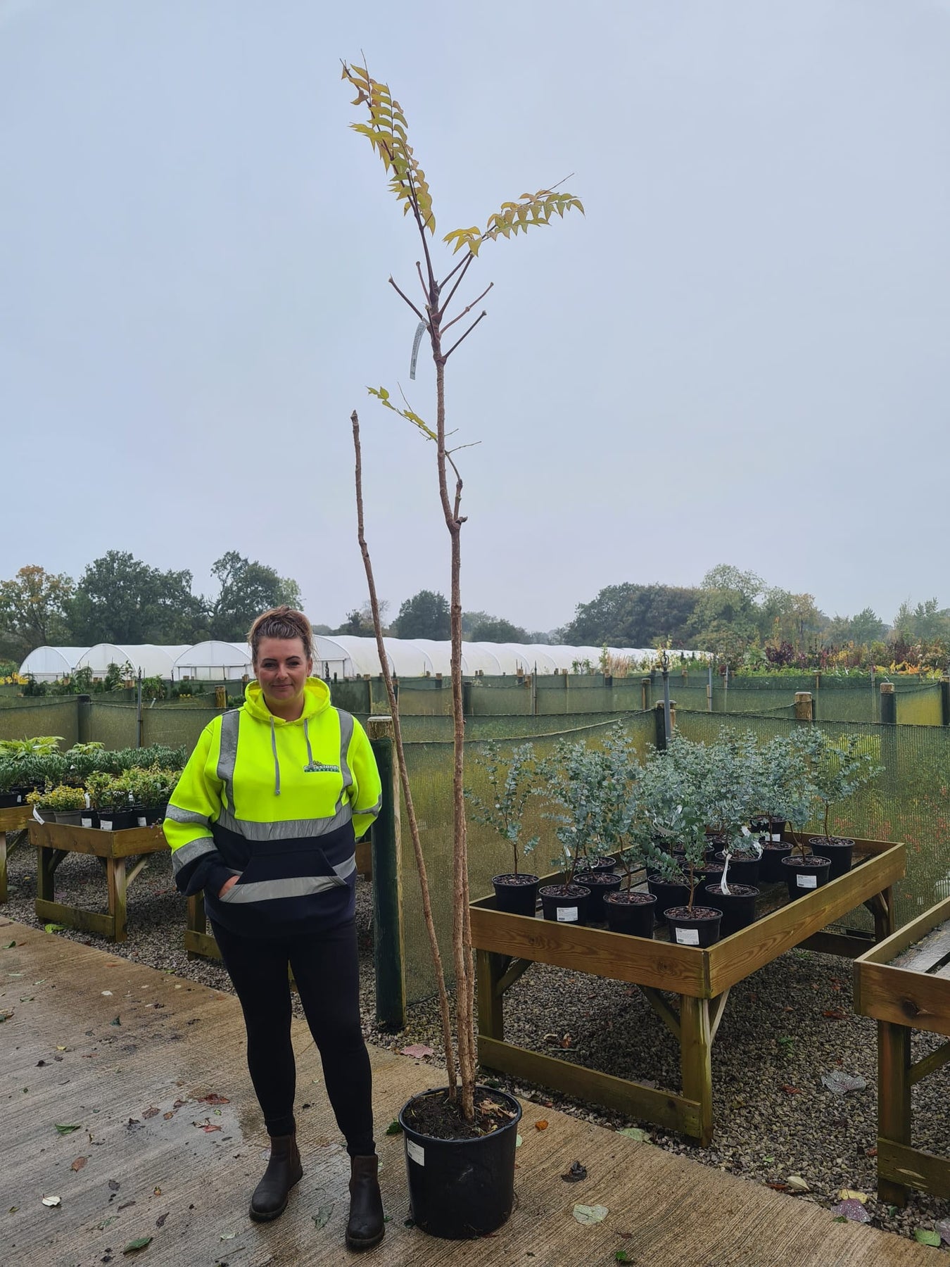 Aralia