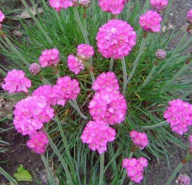 Armeria