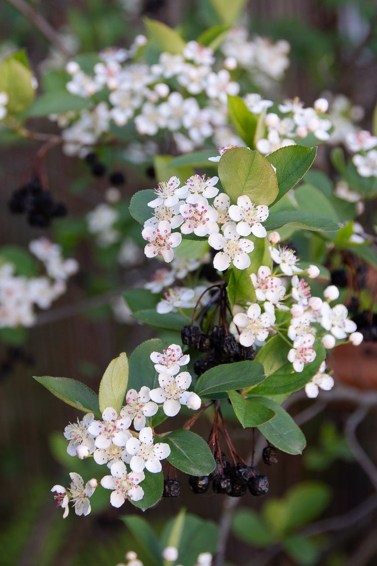 Aronia