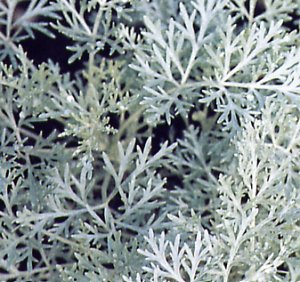 Artemisia