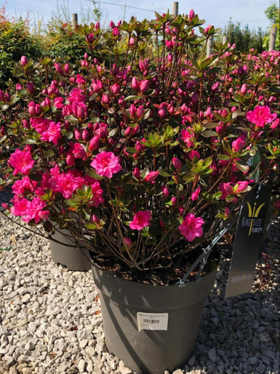Azalea Japanese