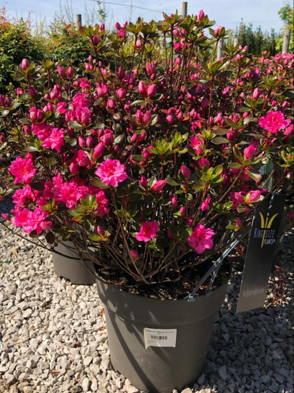 Azalea Japanese