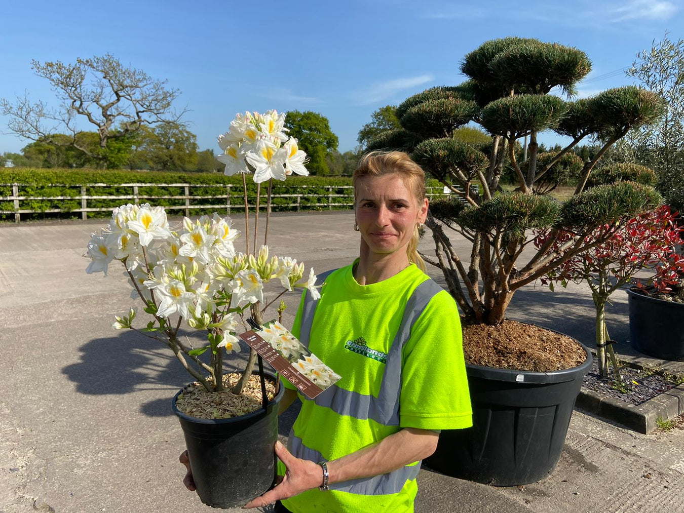 Azalea Deciduous