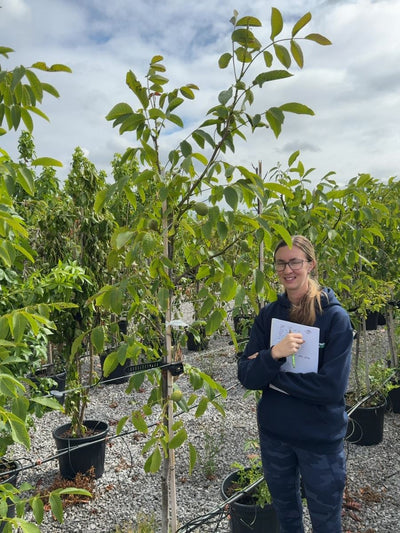 Nut Trees