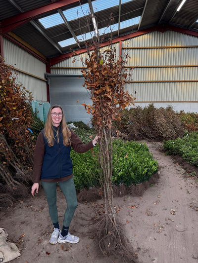 Beech Hedging Bare Root