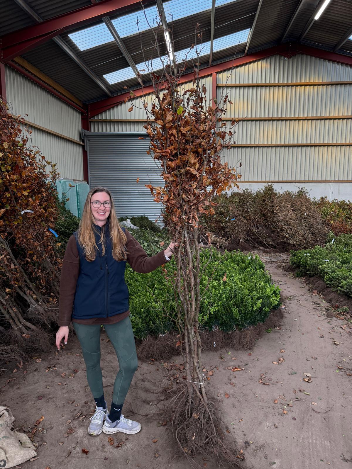 Beech Hedging Bare Root