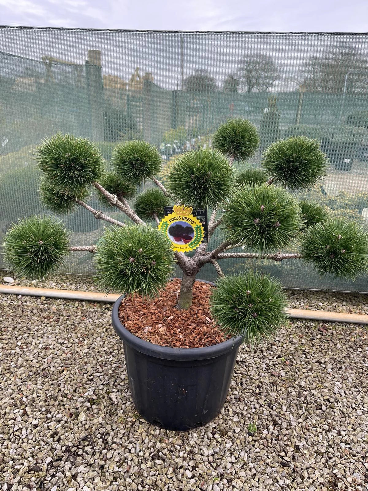 Bonsai Cloud Trees