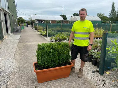 Buxus, Box Hedging