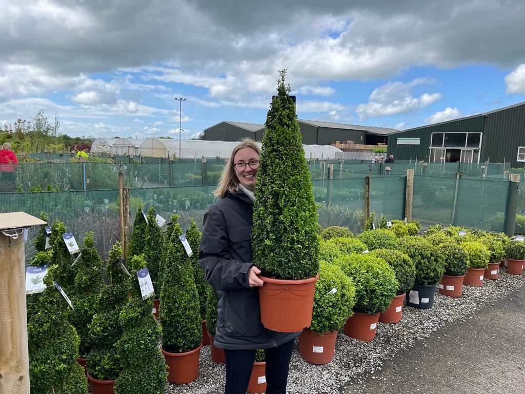 Buxus Cone