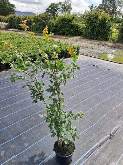 Native Hedging
