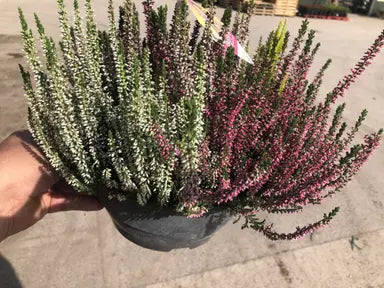 Calluna