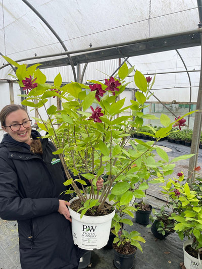 Calycanthus