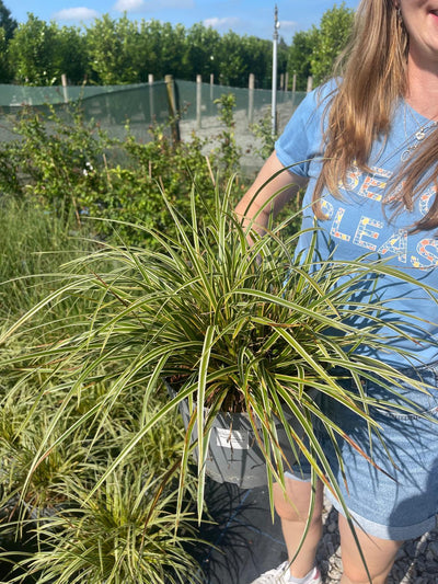 Carex