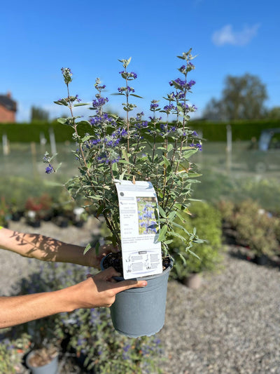 Caryopteris