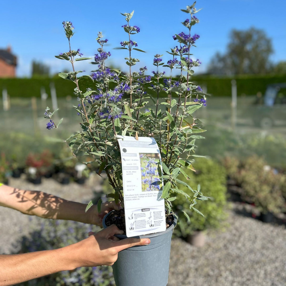 Caryopteris for Sale | Buy Caryopteris | Grasslands — Grasslands Nursery