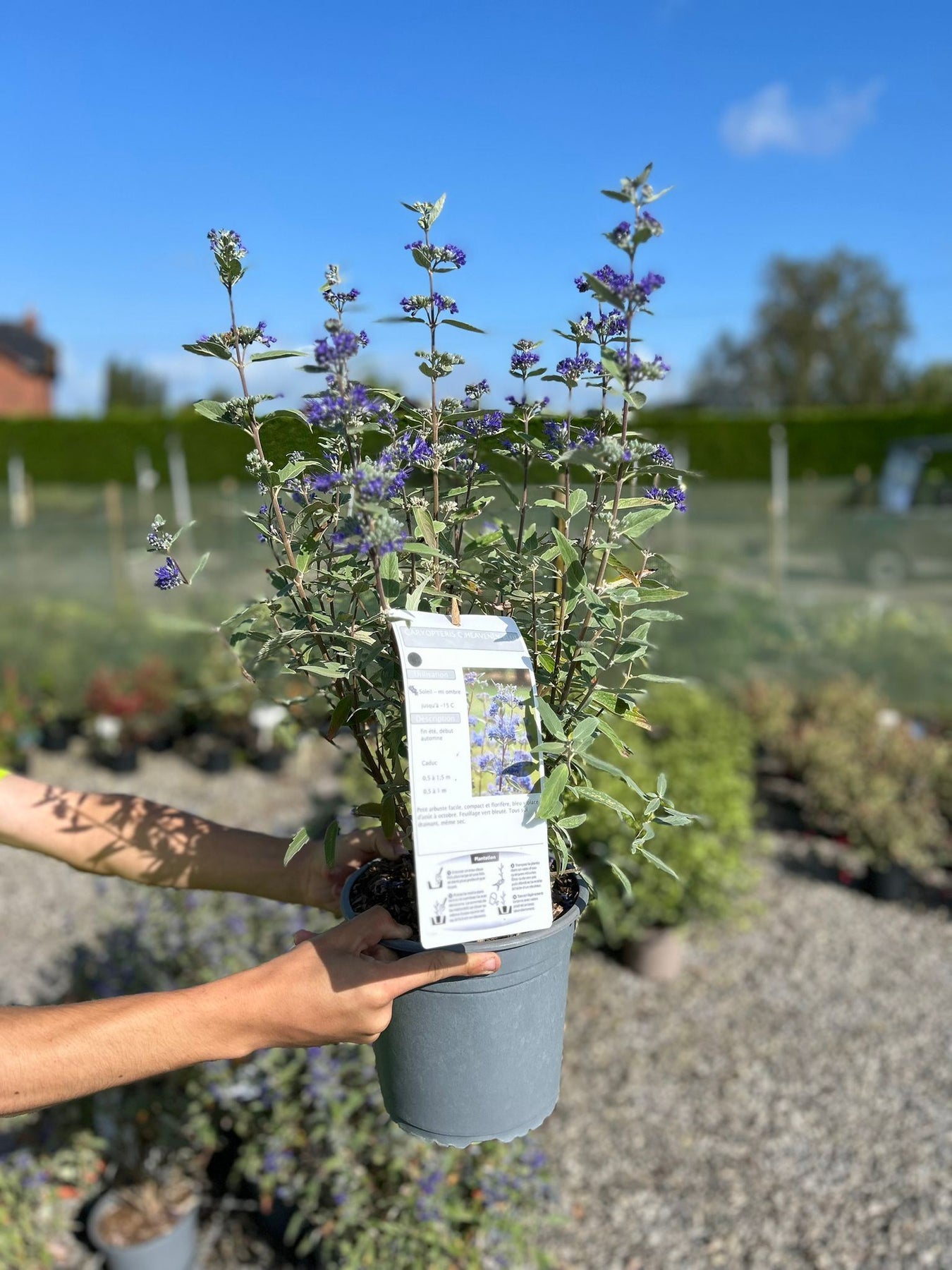 Caryopteris