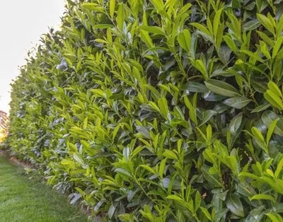 Hedging Plants