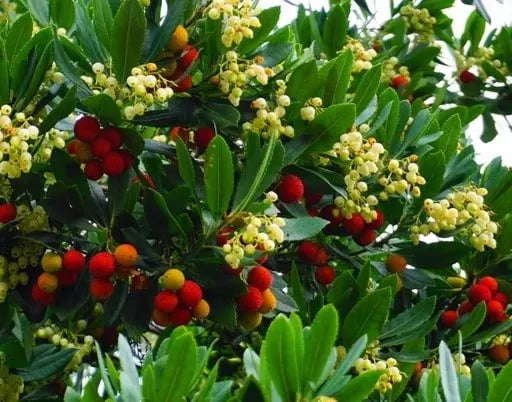 Shrubs