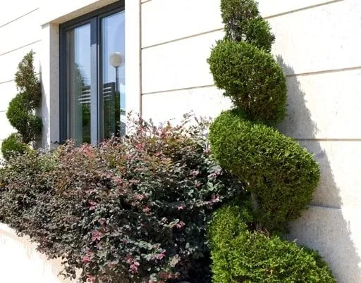 Topiary Plants for Sale | Buy Topiary Online | Grasslands — Grasslands ...
