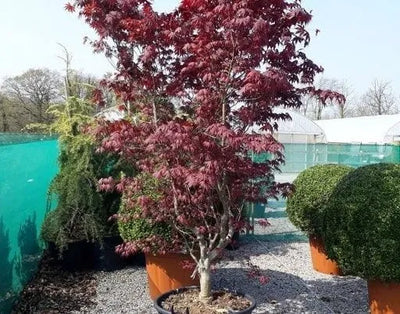 Trees