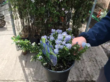 Ceanothus