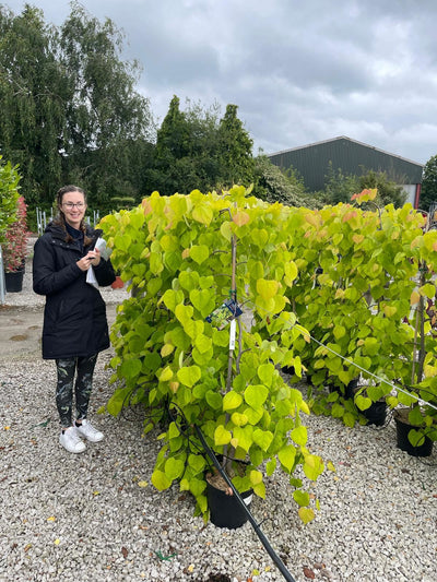 Cercis