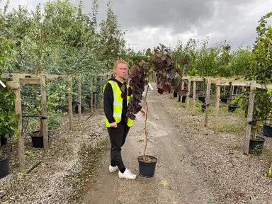 Cercis Trees