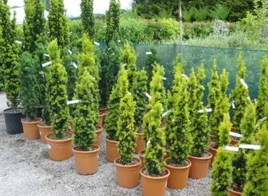 Topiary Column Topiary Columns for Sale | Buy Column Topiary | Grasslands — Grasslands ...