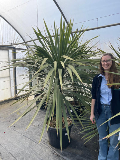 Cordyline