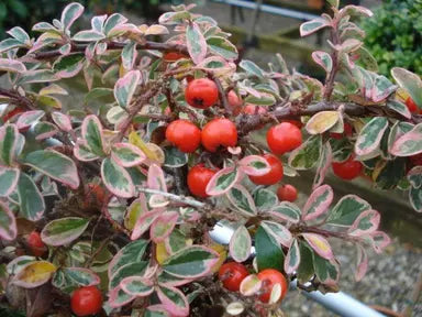 Cotoneaster