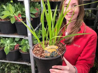 Crocosmia