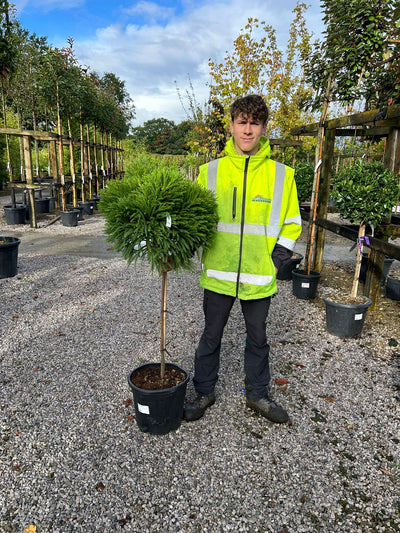 Cryptomeria Stamdards