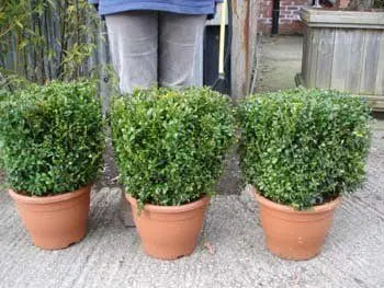 Topiary Cubes