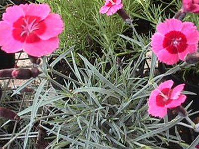 Dianthus